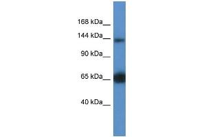Image no. 1 for anti-Rap Guanine Nucleotide Exchange Factor (GEF) 2 (RAPGEF2) (Middle Region) antibody (ABIN2775569)