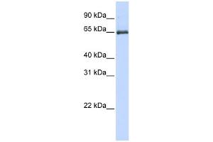 Image no. 1 for anti-Heat Shock 70kDa Protein 2 (HSPA2) (Middle Region) antibody (ABIN2786177)