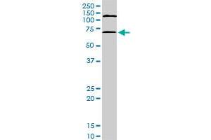 MAPKAP Kinase 2 anticorps  (AA 266-352)