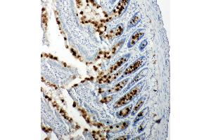 Image no. 1 for anti-Retinoblastoma-Like 1 (p107) (RBL1) (AA 1048-1068), (C-Term) antibody (ABIN3044108)