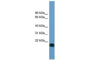Image no. 1 for anti-5',3'-Nucleotidase, Mitochondrial (NT5M) (N-Term) antibody (ABIN631013)