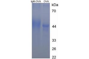Image no. 1 for IgM peptide (Ovalbumin) (ABIN5666233)