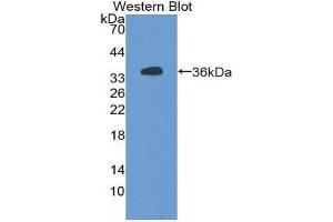 Image no. 1 for anti-Alkaline Phosphatase, Placental-Like 2 (ALPPL2) (AA 20-333) antibody (ABIN1077766)