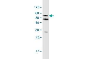 Image no. 4 for anti-Caspase 4, Apoptosis-Related Cysteine Peptidase (CASP4) (AA 1-377) antibody (ABIN1326998)