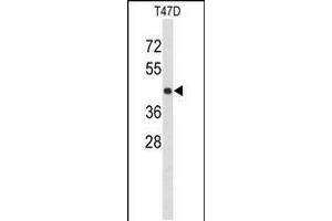 Image no. 1 for anti-Potassium Channel Tetramerisation Domain Containing 12 (KCTD12) (AA 242-269) antibody (ABIN5538847)