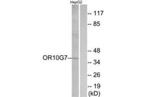 Image no. 1 for anti-Olfactory Receptor, Family 10, Subfamily G, Member 7 (OR10G7) (AA 234-283) antibody (ABIN1536026)
