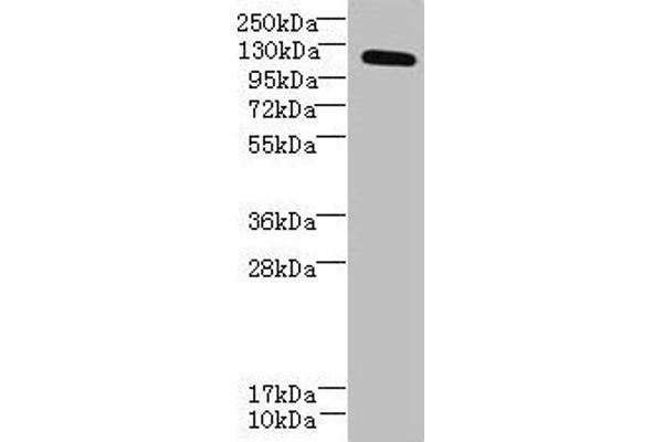 DIS3L anticorps  (AA 1-300)