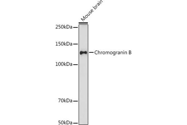 CHGB anticorps