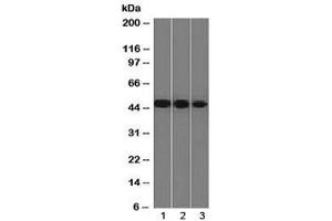 Image no. 3 for anti-Enolase 2 (Gamma, Neuronal) (ENO2) (AA 416-433) antibody (ABIN4949836)