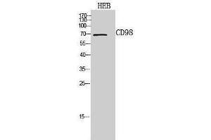 Image no. 1 for anti-Solute Carrier Family 3 (Activators of Dibasic and Neutral Amino Acid Transport), Member 2 (SLC3A2) (Internal Region) antibody (ABIN3188023)