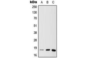 Image no. 1 for anti-Nudix (Nucleoside Diphosphate Linked Moiety X)-Type Motif 1 (NUDT1) (N-Term) antibody (ABIN2707639)