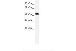 Image no. 1 for anti-Zinc Finger Protein 568 (ZNF568) (AA 143-192) antibody (ABIN6735990)