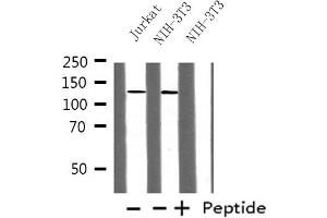 anti-Polymerase (RNA) I Polypeptide B, 128kDa (POLR1B) (Internal Region) antibody