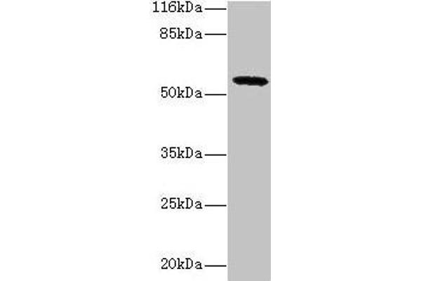 GDAP2 anticorps  (AA 1-496)