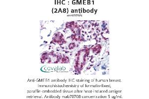 Image no. 1 for anti-Glucocorticoid Modulatory Element Binding Protein 1 (GMEB1) (AA 467-564) antibody (ABIN1723565)