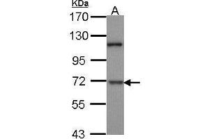 anti-Dual-Specificity tyrosine-(Y)-phosphorylation Regulated Kinase 1B (DYRK1B) (N-Term) antibody