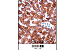 Image no. 3 for anti-Cytochrome B5 Type A (Microsomal) (CYB5A) (AA 69-98) antibody (ABIN657954)