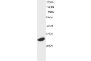 Image no. 1 for anti-Activating Transcription Factor 7 (AFT7) (C-Term) antibody (ABIN184653)