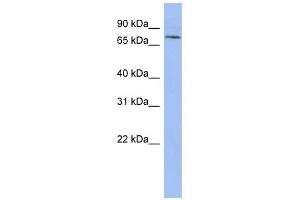 Image no. 1 for anti-Pinin, Desmosome Associated Protein (PNN) (N-Term) antibody (ABIN634627)