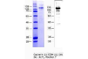 OB Cadherin Protein (AA 54-617) (MBP tag)