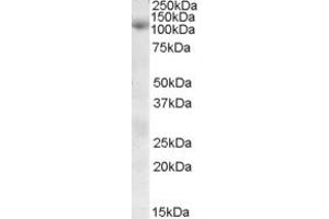 Image no. 1 for anti-Sorting Nexin 19 (SNX19) (Internal Region) antibody (ABIN335165)