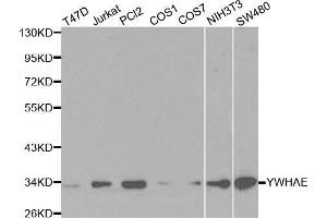 Image no. 1 for anti-14-3-3 epsilon (YWHAE) antibody (ABIN3021321)
