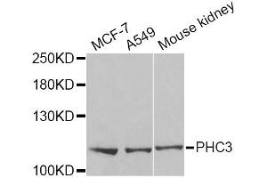 Image no. 1 for anti-Polyhomeotic Homolog 3 (PHC3) antibody (ABIN6570477)