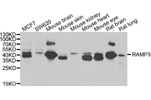 Image no. 1 for anti-Receptor (G Protein-Coupled) Activity Modifying Protein 3 (RAMP3) antibody (ABIN6146674)
