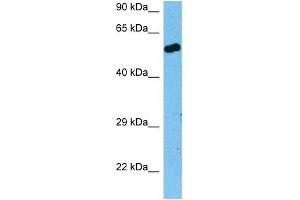 Image no. 2 for anti-Retinoid X Receptor, alpha (RXRA) (N-Term) antibody (ABIN2778244)