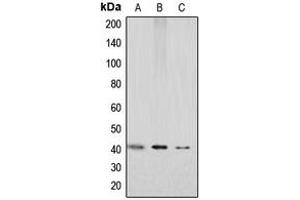 Image no. 2 for anti-Chemokine (C-X-C Motif) Receptor 7 (CXCR7) (C-Term) antibody (ABIN2704850)
