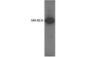 Image no. 1 for anti-Lipid Phosphate Phosphatase-Related Protein Type 4 (LPPR4) antibody (ABIN265080)