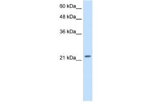 Image no. 1 for anti-Polyamine Modulated Factor 1 (PMF1) (Middle Region) antibody (ABIN2777340)