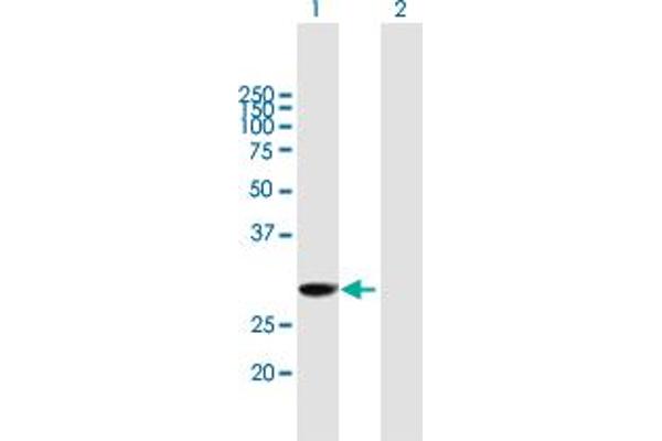 EXOSC3 antibody  (AA 1-275)