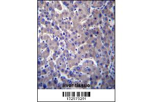 Image no. 2 for anti-G Protein-Coupled Receptor 34 (GPR34) (Center) antibody (ABIN2437950)