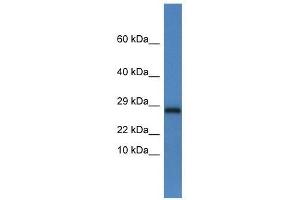 Image no. 1 for anti-NADH Dehydrogenase (Ubiquinone) Flavoprotein 2, 24kDa (NDUFV2) (C-Term) antibody (ABIN928966)