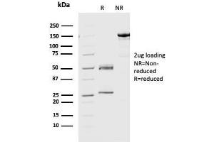 Image no. 1 for anti-Geminin, DNA Replication Inhibitor (GMNN) antibody (ABIN6940265)