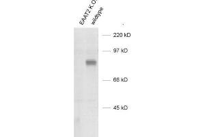 Image no. 2 for anti-Solute Carrier Family 1 (Glial High Affinity Glutamate Transporter), Member 2 (SLC1A2) (AA 146-161), (Extracellular Domain) antibody (ABIN1742506)