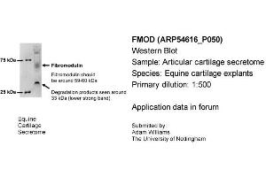 Image no. 2 for anti-Fibromodulin (FMOD) (N-Term) antibody (ABIN2785800)