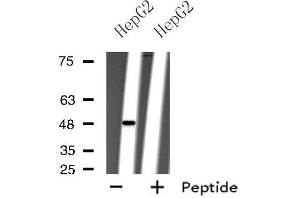anti-Purinergic Receptor P2Y, G-Protein Coupled, 11 (P2RY11) (C-Term) antibody