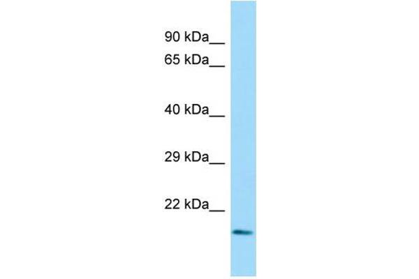 DEF8 Antikörper  (N-Term)