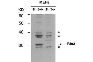 BIN3 anticorps