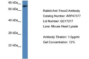 Image no. 1 for anti-Transmembrane and Coiled-Coil Domains 3 (TMCO3) (Middle Region) antibody (ABIN2782930)
