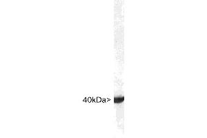 Image no. 1 for anti-Aldolase C, Fructose-Bisphosphate (ALDOC) (C-Term) antibody (ABIN1580409)