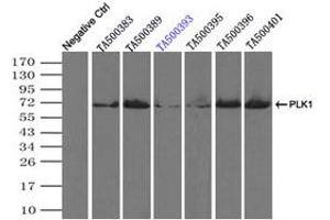 Image no. 1 for anti-Polo-Like Kinase 1 (PLK1) antibody (ABIN1500279)