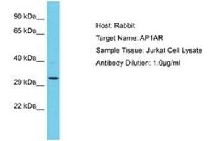 AP1AR 抗体  (AA 202-251)