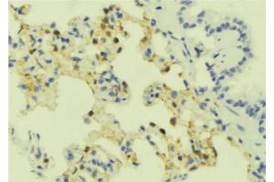 Image no. 1 for anti-Somatostatin Receptor 4 (SSTR4) (C-Term) antibody (ABIN6257855)
