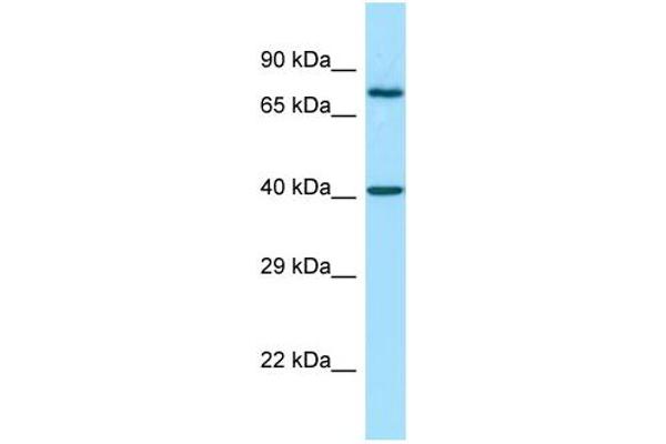 anti-Matrix Metallopeptidase 28 (MMP28) (N-Term) antibody