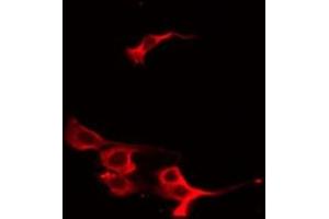 Image no. 1 for anti-Vasodilator-Stimulated phosphoprotein (VASP) (pSer239) antibody (ABIN6255118)