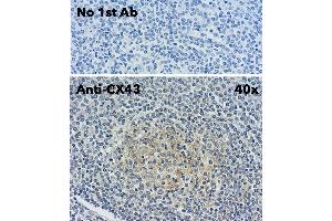 Connexin 43/GJA1 antibody  (C-Term)