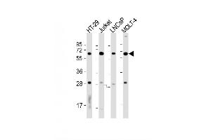 Image no. 2 for anti-REST Corepressor 1 (RCOR1) (AA 101-130), (N-Term) antibody (ABIN1538927)